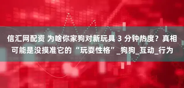 信汇网配资 为啥你家狗对新玩具 3 分钟热度？真相可能是没摸准它的 “玩耍性格”_狗狗_互动_行为